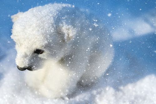 Eisbär